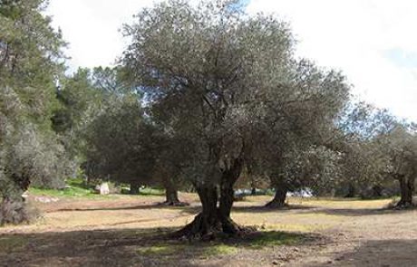 סדר ט"ו בשבט בגן ובכיתה